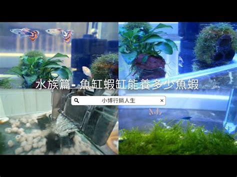 養魚數量吉數|2024年魚缸養魚數量吉凶解析